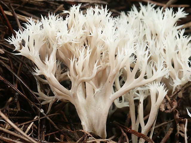 Клавуліна гребінчаста або коралоподібна або рогатик гребінчастий - Clavulina cristata (Fr.) Schroet.. або Clavulina coralloides